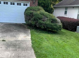 Kimberly C.'s Bush Trimming service result