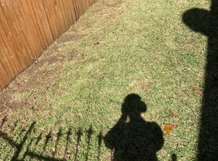 Leaf Removal by Nelson Rhoades for Shane C. in Keller, TX