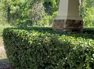Bush Trimming by Thomas James for Scott L. in Winter Garden, FL