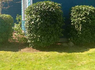 Bush Trimming by Robert Marsico for Margie S. in Vancouver, WA