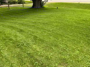 Felicia B.'s Lawn Service service result