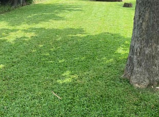 Sudheer K.'s Lawn Mowing Service service result