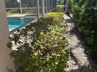 Bush Trimming by Ramon Taguja for Carolyn S. in Plant City, FL