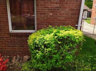 Bush Trimming by Michael King for Robin M. in Cleveland, OH