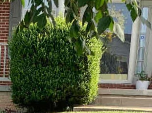 Bush Trimming by Scott Source for Kim M. in Owings Mills, MD