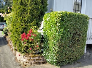 Bush Trimming by Angel Arredondo for Nicole J. in Renton, WA