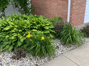 Bush Trimming by German Perez for Donya S. in West Dundee, IL