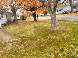 Leaf Removal by David Newbold for Judy A. in Massillon, OH
