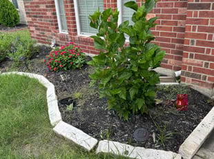 Weeding by Oswaldo Hernandez for Valerie H. in Katy, TX