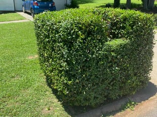 Bush Trimming by Anzeo Smith for Kristen L. in Mauldin, SC