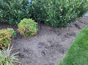 Weeding by Mike Williams for Jeff L. in Richmond, VA