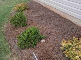 Weeding by Travis Carroll for Diana C. in Mebane, NC