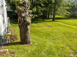 Patricia B.'s Lawn Mowing service result