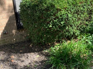 Bush Trimming by David Kelly for Jane I. in Lexington, KY