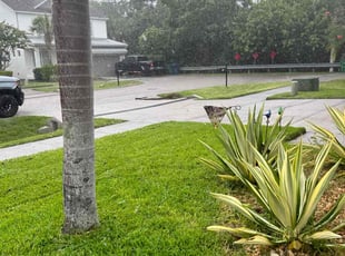 Shaun F.'s Lawn Mowing service result