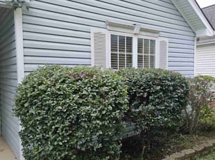 Bush Trimming by David Ward for Brittany K. in Charlotte, NC