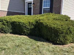 Bush Trimming by Shaun Wojcichowsky for Dakota W. in Marysville, OH