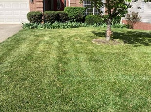Bush Trimming by Joel Laumas for Sandeep D. in Lexington, KY
