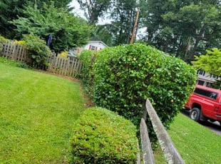 Bush Trimming by Edwin Villagran for Shejal P. in Rockville, MD
