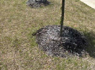 Weeding by Logan Holzmeier for Kevin G. in Alvarado, TX