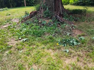 Sasha H.'s Bush Trimming service result