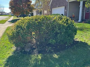 Bush Trimming by Nathan Case for Nancy B. in Whitestown, IN