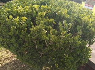 Bush Trimming by David Crappel for Carol C. in New Orleans, LA