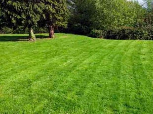 Stan r.'s Lawn Mowing service result
