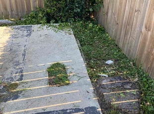 Bush Trimming by Gary Allen for Samuel A. in New Orleans, LA