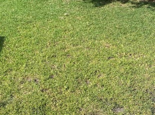 Dora M.'s Lawn Mowing service result