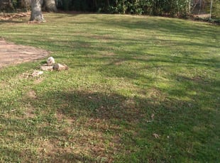 Leaf Removal by Tyrone Wilkins for Molly L. in Chevy Chase, MD