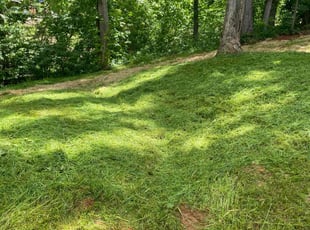 WILLIAM G.'s Grass Cutting service result