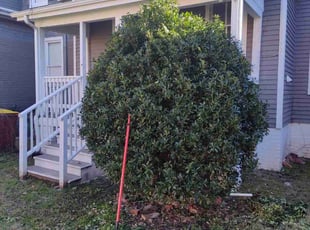 Bush Trimming by Walter Taylor for Calla A. in Petersburg, VA