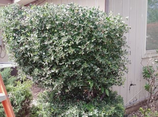 Bush Trimming by Pedro Lara for Lena T. in Fort Worth, TX