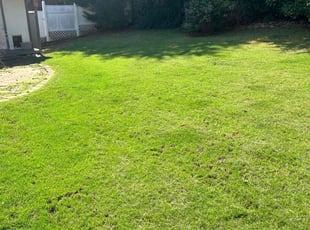 Daniel L.'s Grass Cutting service result