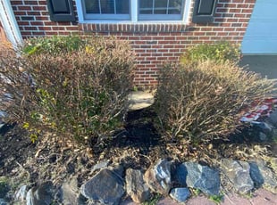 Bush Trimming by Guadalupe Flores for Kam W. in Fredericksburg, VA