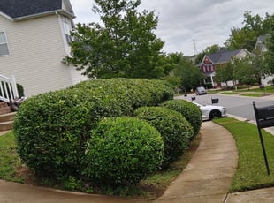 Bush Trimming by Akeem Moore for Yeiza L. in Charlotte, NC