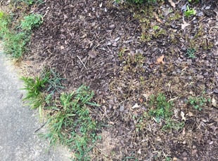Mulching by Kendall Harris for Vicki A. in Huntersville, NC