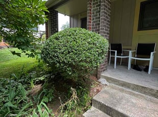 Daniel S.'s Bush Trimming service result