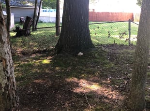 Leaf Removal by Donald Tucker for Darlene S. in Woodbridge, VA