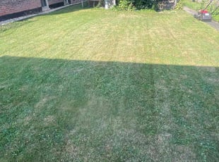 Jasmine T.'s Lawn Mowing service result