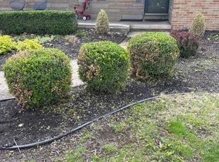 Bush Trimming by Annette Choates for Muddasir A. in Buffalo, NY