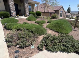 Bush Trimming by Samuel Benavides for Sonja N. in Highland, CA