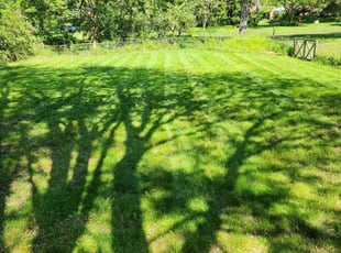 Rana K.'s Yard Cutting service result