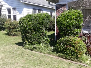 Bush Trimming by Patrick Budd for Sherman R. in Birmingham, AL