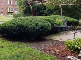 Bush Trimming by Ervan Stanel for Lisa S. in Wyncote, PA