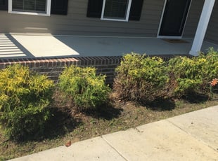 Bush Trimming by Justin Hassen for Deborah S. in Franklinton, NC