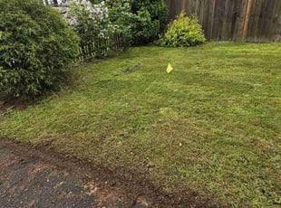 Dionnea M.'s Lawn Mowing service result