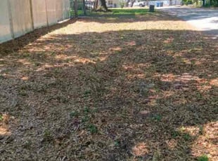 Leaf Removal by Jamual McQueen for Armando M. in Tampa, FL