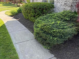 Bush Trimming by Luis Contreras for Jim H. in Fortville, IN
